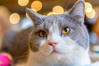 云游戏相关！Xbox Game Pass新订阅档位疑似泄露